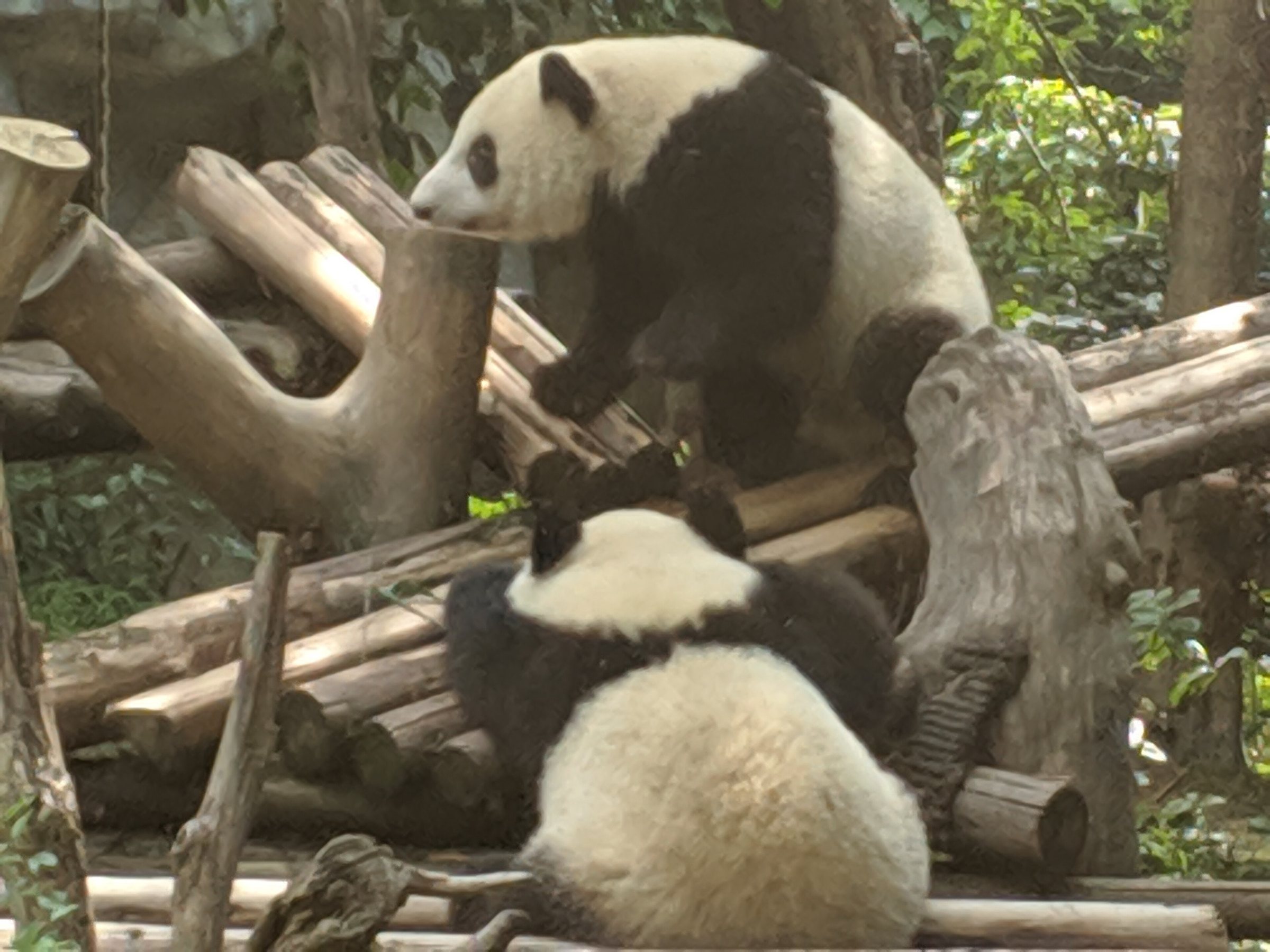Giant Pandas in Chengdu: A Complete Guide