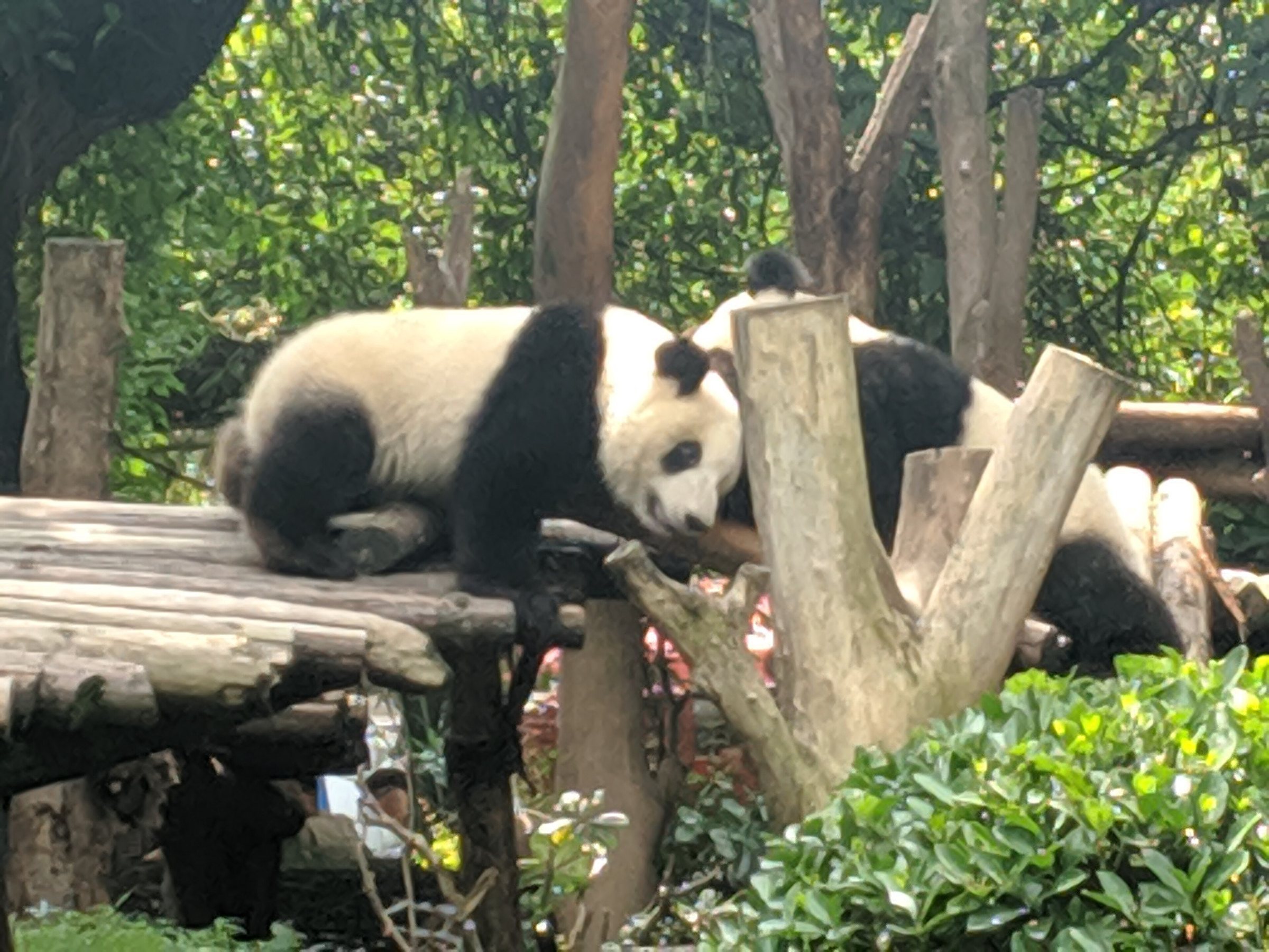 Chengdu Panda Sanctuary: Everything You Need to Plan Your Visit