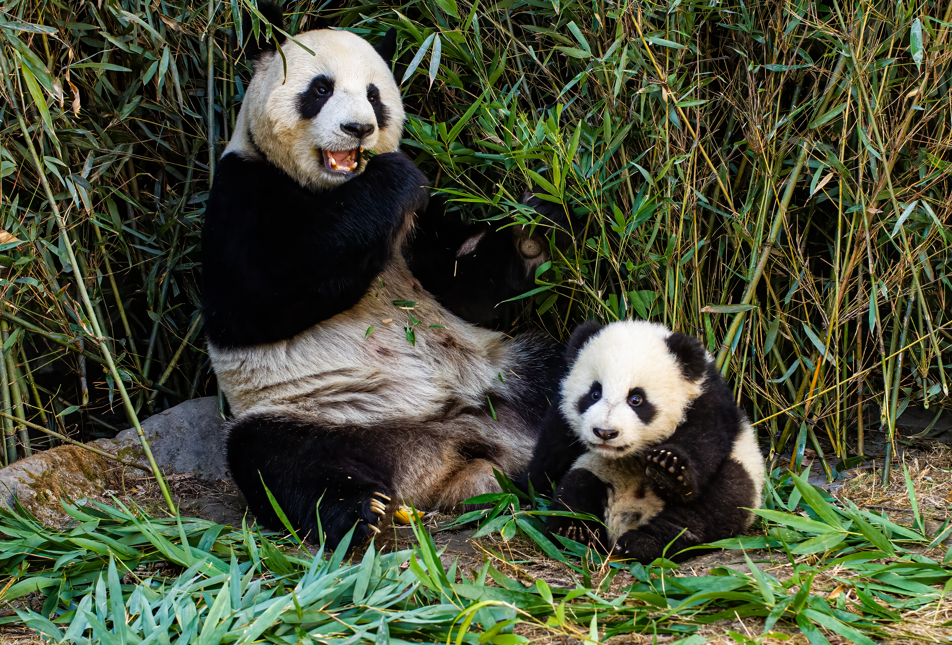 Giant panda eating bamboo in the morning feeding session at Chengdu Research Base