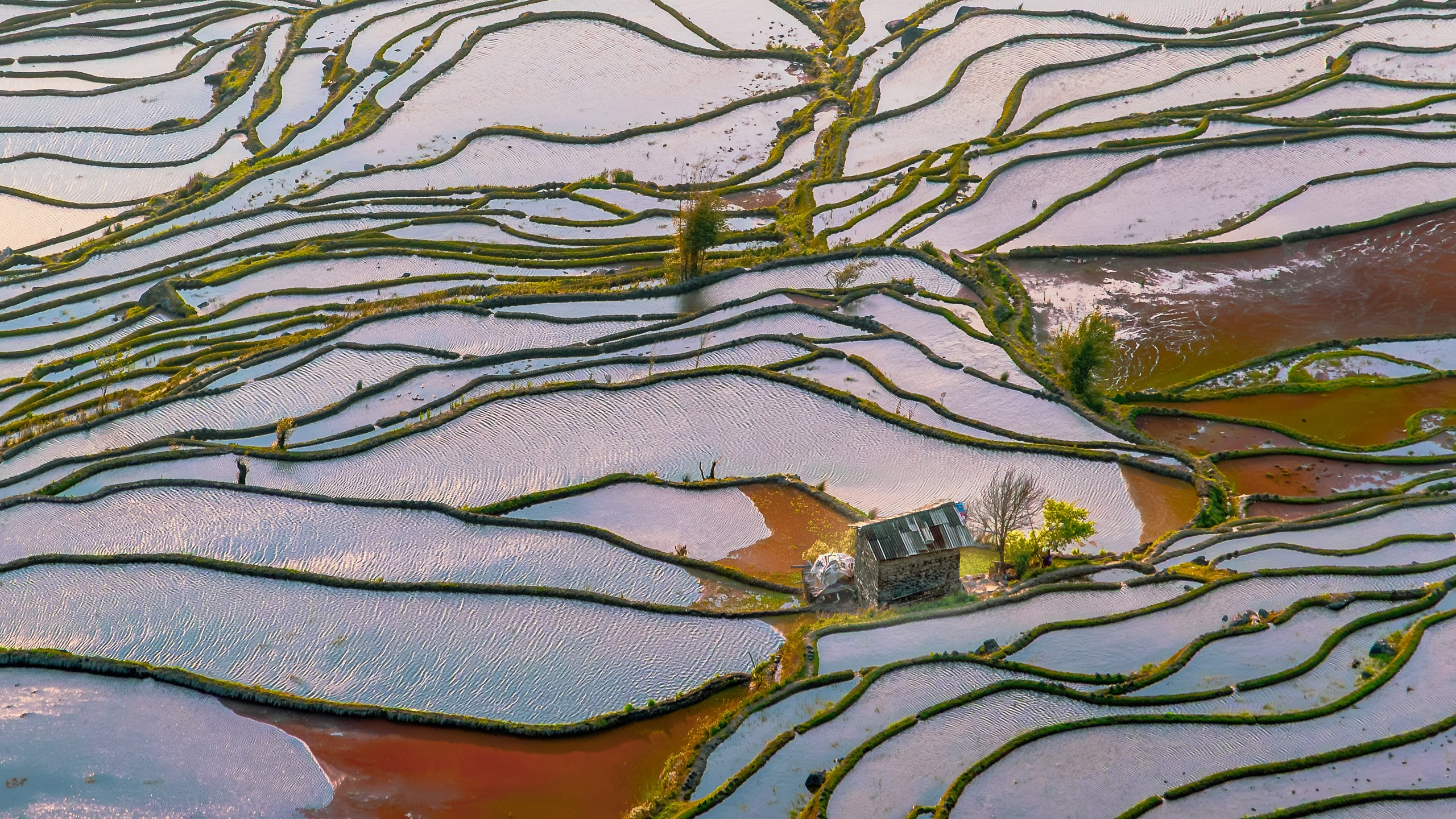 Flooded Hani rice terraces at Yuanyang, Yunnan — China travel planning tools for NZ travellers, CTS Tours